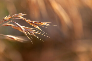 Spikelets of weeds at dawn. Close-up, narrow focus.