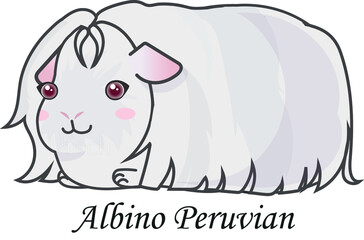 Guinea pig albino peruvian cartoon cavia cute
