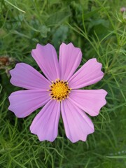 pink cosmos flower