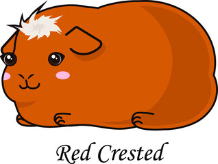 Guinea pig cartoon cavia cute red crested