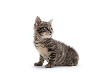 Cute tabby kitten isolated on white