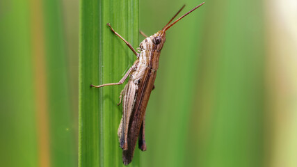 locust climbing on a blade of grass. photo macro of this small insect with long antennas and powerful posterior legs for jump, a pest for the fields, multicolored background, Koh Lanta, Thailand.