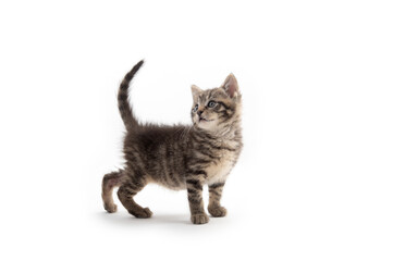 Cute tabby kitten isolated on white