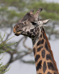 Very Dark Namibian Giraffe in Savuti Botswana Africa