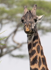 Very Dark Namibian Giraffe in Savuti Botswana Africa