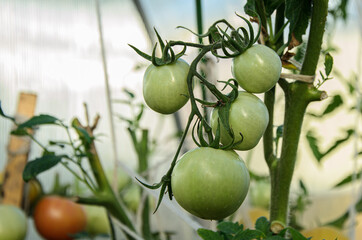 Branch with unripe green tomatoes in a greenhouse. Agriculture, selection and cultivation of vegetables for everyday consumption. Organic farm products.