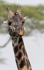 Very Dark Namibian Giraffe in Savuti Botswana Africa