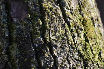 Madera, Árbol
