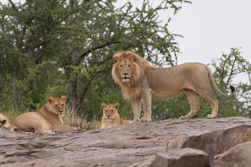 Lion and lioness on kjope in Tanzania Africa