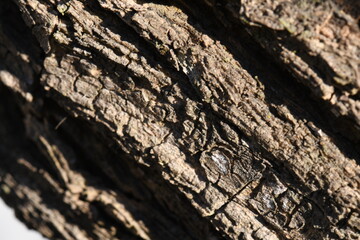 Madera, Árbol