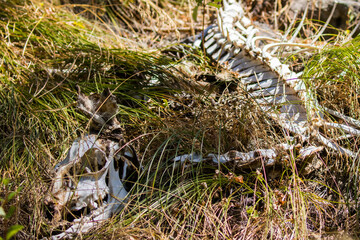 Whitetail Deer Skeleton in a Grassy Field