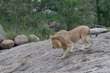 Obraz na płótnie Canvas Lion and lioness on kjope in Tanzania Africa