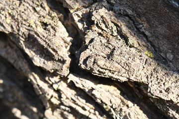 Madera, Árbol