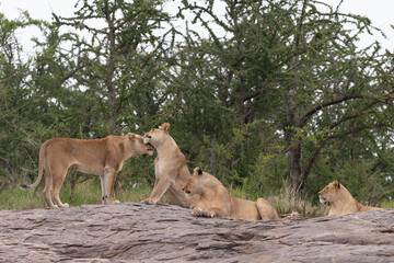 Lion and lioness on kjope in Tanzania Africa