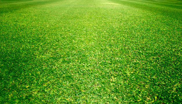 Grass field / Green grass background