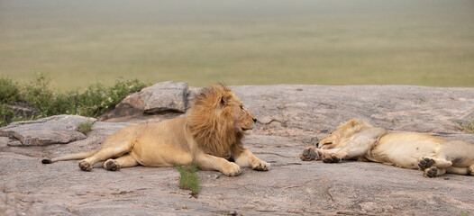 Lion and lioness on kjope in Tanzania Africa