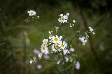 Macro close up on a Common daisy, also called bellis perennis, blooming with a bokeh green background. it is one of the most common flowers of Europe