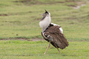 Male Kori Bustard displaying