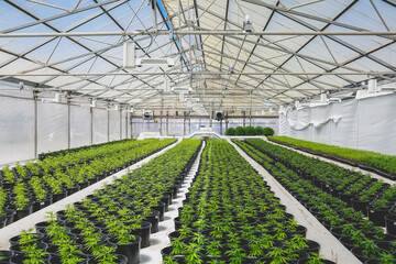 Cannabis plants in a greenhouse