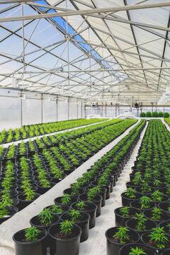 Cannabis Plants In A Greenhouse