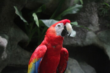 Guacamaya roja
