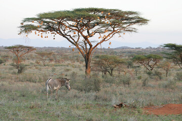 Naklejka na ściany i meble Grévy's Zebra in Kenya Africa