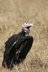 Lappet-faced Vulture on Ground