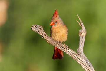 Female Northern Cardinal