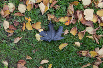 Maple leaf stained with black paint