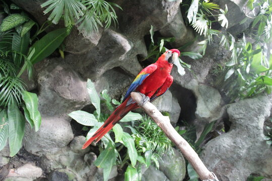 Guacamaya roja