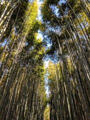 Monkey Park Iwatayama Bamboo Forrest Japan