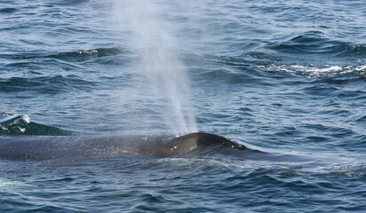 Humpback Whales in North Atlantic ocean