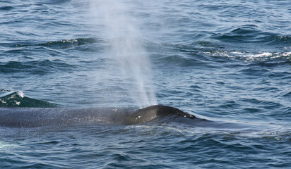 Fototapeta premium Humpback Whales in North Atlantic ocean