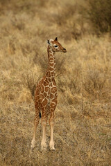 Reticulated Giraffe in Knya Africa