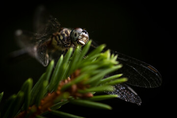 Dragonfly on pine branch
