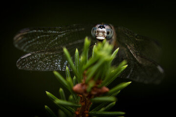 Dragonfly on pine branch