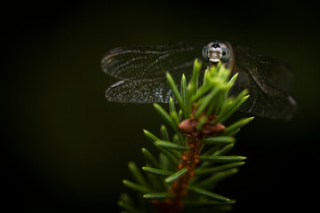 Dragonfly on pine branch