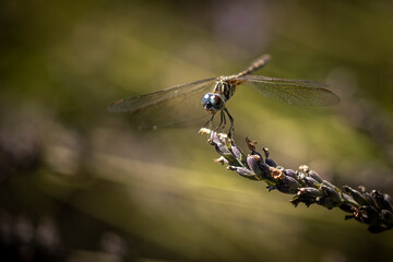 Dragonfly on lavender 