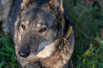 Naklejka na ściany i meble A dog's muzzle with a suspicious look. Close-up, narrow focus.