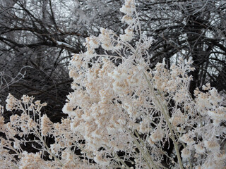 Frost on a Bush