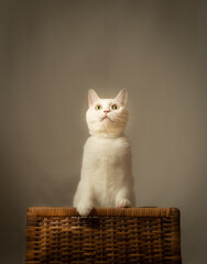 Fototapeta na wymiar バスケットに入って遊ぶ白猫のポートレート