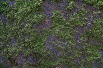 Moss on granite texture background