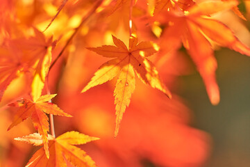 秋の夕日の落ち葉９