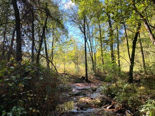 Rocky stream in forest mountain valley terrain 
