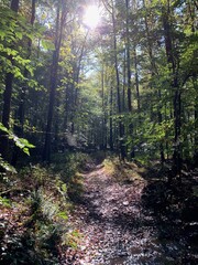 Sunny understory view of mountain forest pathway