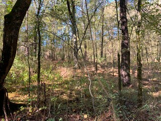 Understory view of green mountain forest
