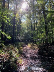 Sunny understory view of mountain forest pathway
