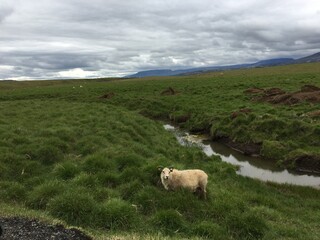 Fototapeta premium Sheep passing by stream in vast mountain valley field
