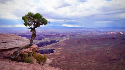 Lone tree in front of vast canyon in Canyonlands National Park, Utah, United States
