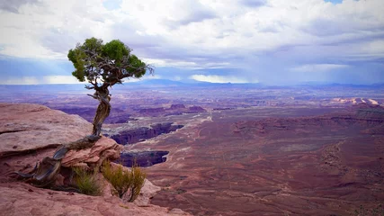 Gardinen Canyon Lone tree in front of vast canyon in Canyonlands National Park, Utah, United States  © Kelly